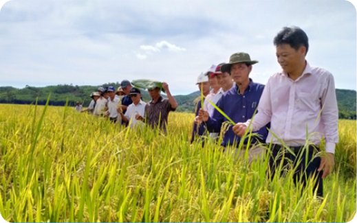 Climate-Smart Rice Cultivation Initiative