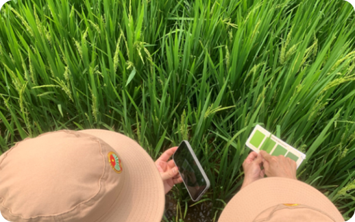 Climate-Smart Rice Cultivation Initiative2